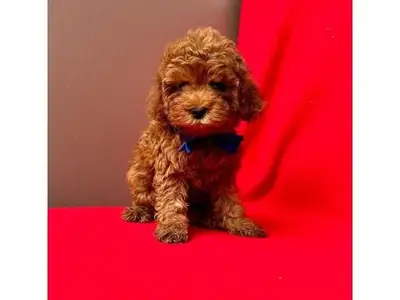 Gorgeous Dark Chocolate Toy Poodle Boy - 100% Non-Shedding!