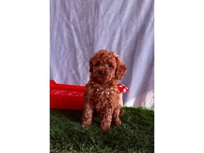 Beautiful Dark Brown Miniature Poodle Girl - Fully Trained & Loving