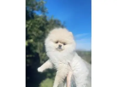Diminuta Hembra Pomerania Blanca - ¡Súper Tranquila y Dulce!