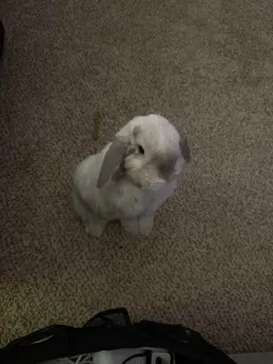Adorable lapin Holland Lop cherche une famille calme pour la vie.