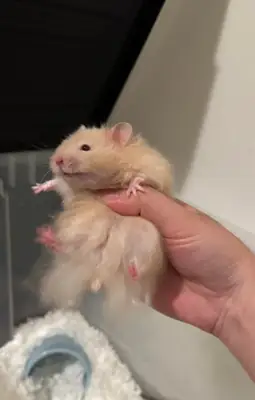 Friendly Syrian hamster with full setup included