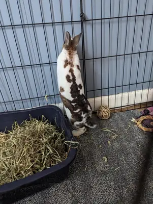 Lapin Mini Rex doux, évoluant dans un environnement entièrement intérieur.