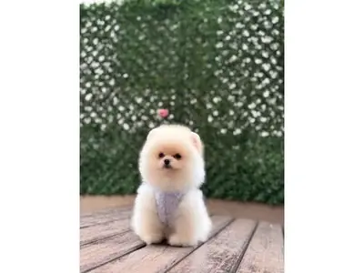 雪白的博美犬男孩——简直像一朵蓬松的云！