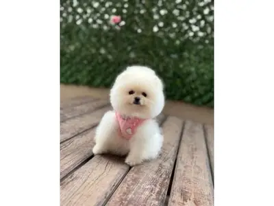 迷你白色博美犬女孩 - 非常温柔平静