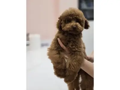 迷人的迷你贵宾犬女孩（深巧克力色）——举止得体，聪明伶俐