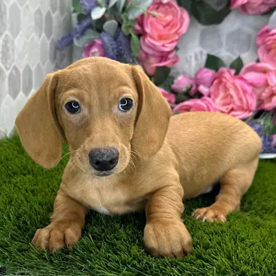Милые щенки таксы ищут теплый дом 🐾