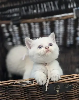 Sevimli British Shorthair Yavruları Erkek ve Dişi Mevcut