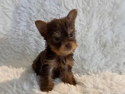 可爱的约克夏梗幼犬——公母均有