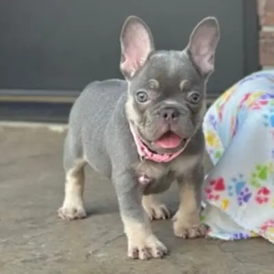 Tatlı Mavi Tan Frenchie Yavrusu – Yeni Yuvasını Arıyor