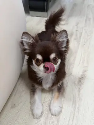 2 Female Chihuahua puppies available for adoption 