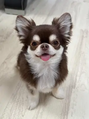 Adorable female Chihuahua puppies available for adoption 