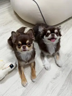 Cute Chihuahua puppies up for adoption 