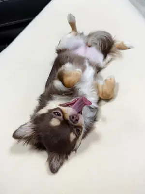 Lovely  Chihuahua puppies available for rehoming 