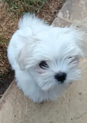 可爱的马尔济斯幼犬，随时可以领养。