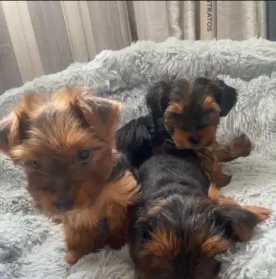 Adorables chiots Yorkshire Terrier cherchent des familles aimantes ! 🐾