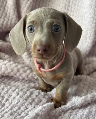 Minyatür Dachshund'lar KC'ye kayıtlıdır