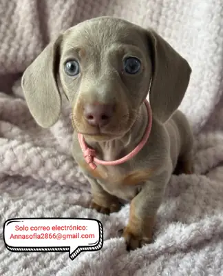 Cachorros Shiba Inu para adopción