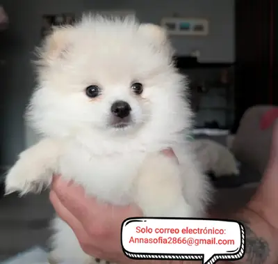 待领养的博美犬幼犬