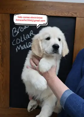 Golden Retriever en adopción