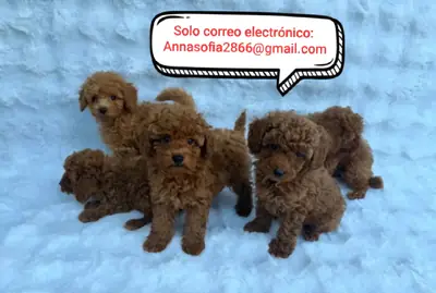 Cachorros de caniche para adopción