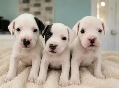 American bulldog puppies