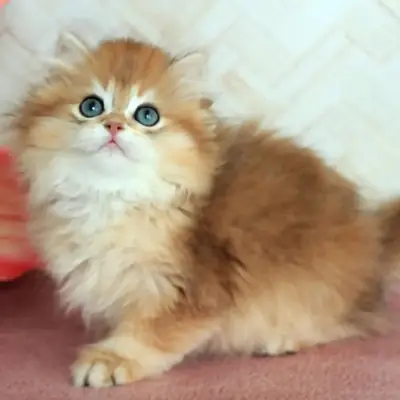 British Longhair male