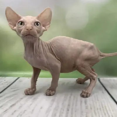 stunning Canadian Sphynx female