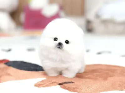 Ev ortamında büyümüş erkek Pomeranian