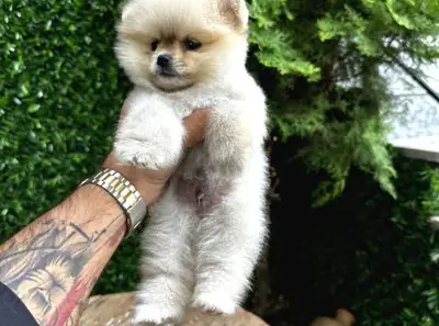 Uyumlu erkek Pomeranian yeni yuva arıyor