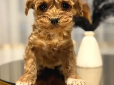Evde büyütülmüş erkek Toy Poodle
