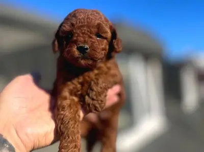 Sakin dişi Poodle sahiplendirilecek