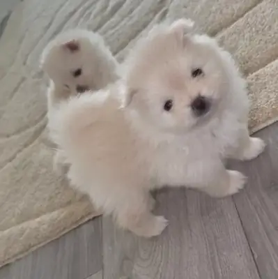 Pomeranos: 1 chica y 1 niño
