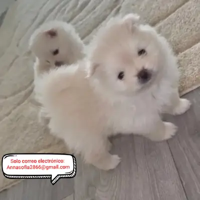 Cachorros Pomerania adorables en adopción