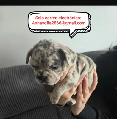Cachorros de bulldog francés para adopción