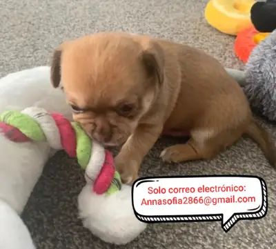 Chihuahua 1 Pequeño cabello hermoso chico  Chihuahua