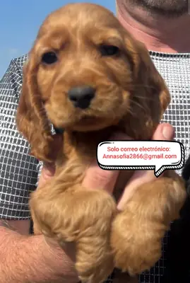 Adorables cachorros de Cocker Spaniel para adopción