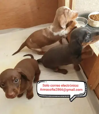 Cachorros de Dachshund en miniatura para adopción