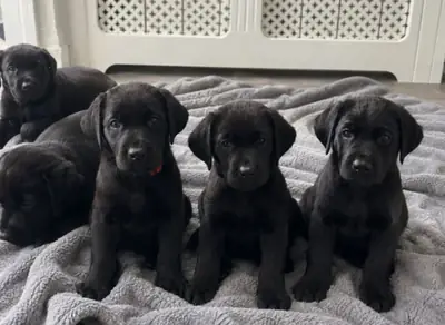 来自堪萨斯城的漂亮黑色拉布拉多幼犬