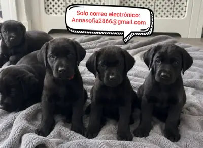 堪萨斯城美丽的黑色拉布拉多幼犬