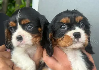 Hermosos cachorros de Cavalier King Charles 🩷💙