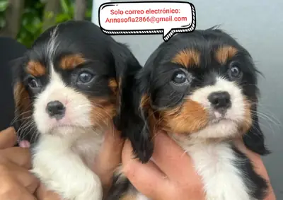 Hermosos cachorros de Cavalier King Charles 🩷💙