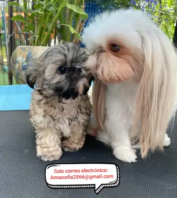Chiots Shih Tzu à adopter