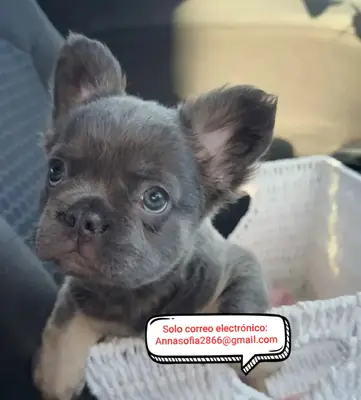 Chiots de bulldog français à adopter