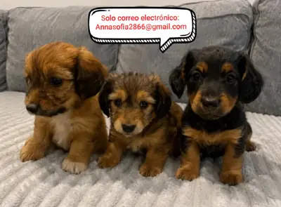 可爱的腊肠犬幼犬待领养