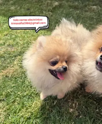 Cachorros de Pomerania para adopción