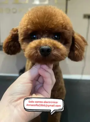 Cachorros de caniche nano asiático ‣ Solo 2 disponibles