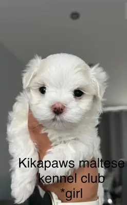 Щенки мальтийской болонки от Kikapaws