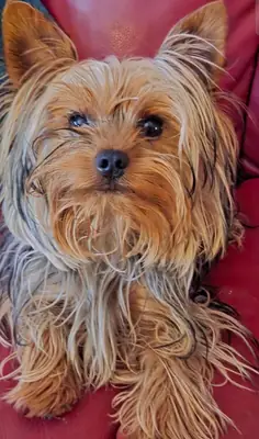 Beautiful Yorkshire Terrier girls