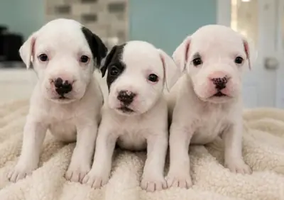 Chiots American Bulldog American Bulldog