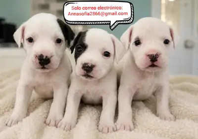 Cachorros de bulldog inglés para adopción